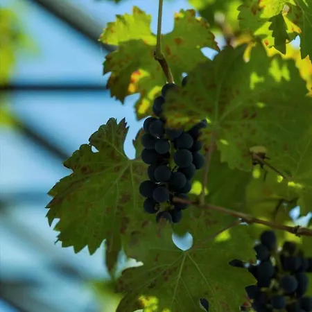 Fy381-svendborg-grastenvej-218 Holiday home